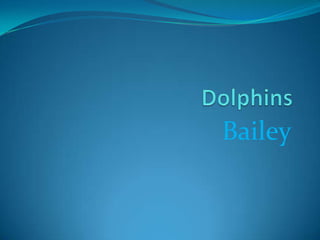 Dolphins Bailey 
