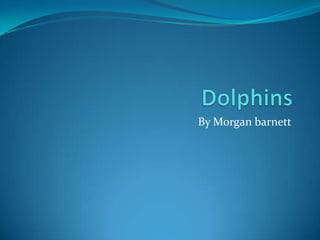 Dolphins By Morgan barnett 
