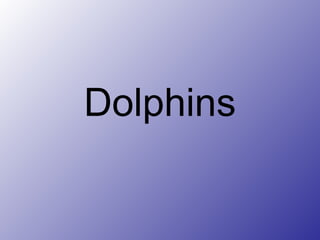 Dolphins
 