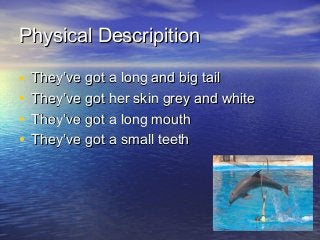 Physical Descripition
•
•
•
•

They’ve got a long and big tail
They’ve got her skin grey and white
They’ve got a long mout...