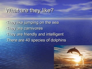 What are they like?
·They like jumping on the sea
·They are carnivores
·They are friendly and intelligent
·There are 40 species of dolphins
