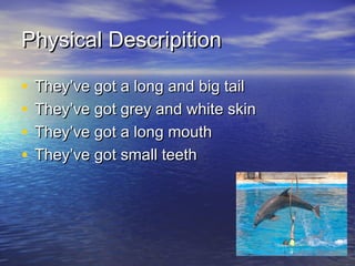 Physical Descripition
•
•
•
•
They’ve got a long and big tail
They’ve got grey and white skin
They’ve got a long mouth
They’ve got small teeth