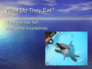 What Do They Eat?
·They eat little fish
·And some invertebrats