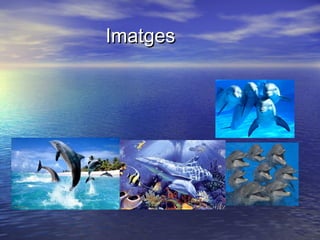 Imatges