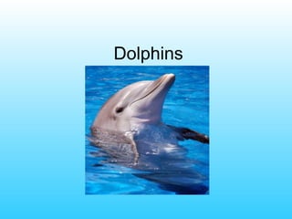 Dolphins
 
