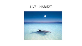 LIVE - HABITAT
 
