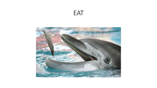EAT
 