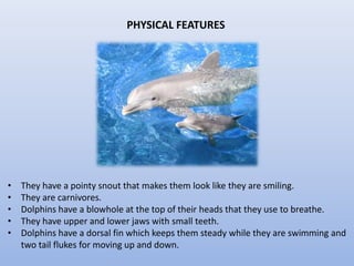 PHYSICAL FEATURES
• They have a pointy snout that makes them look like they are smiling.
• They are carnivores.
• Dolphins have a blowhole at the top of their heads that they use to breathe.
• They have upper and lower jaws with small teeth.
• Dolphins have a dorsal fin which keeps them steady while they are swimming and
two tail flukes for moving up and down.
 