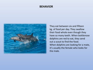 BEHAVIOR
They eat between six and fifteen
kg. of food per day. They swallow
their food whole even though they
have so many teeth. When bottlenose
dolphins are red to eat, they send
out a scout to find the food.
When dolphins are looking for a mate,
it’s usually the female who looks for
the male.
 