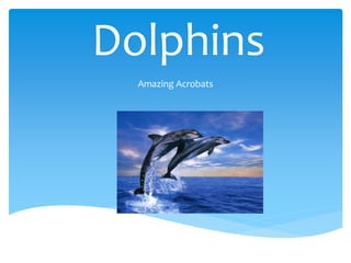 Dolphins
Amazing Acrobats
 