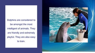 Facts about Dolphins-For Children | PPTX