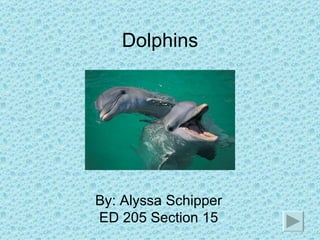 Dolphins By: Alyssa Schipper ED 205 Section 15 