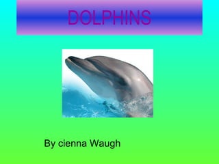 DOLPHINS By cienna Waugh 