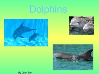 Dolphins  By Qian Tan 