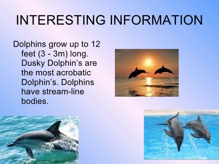 dolphins report