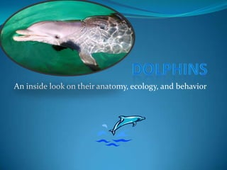 Dolphins  An inside look on their anatomy, ecology, and behavior 