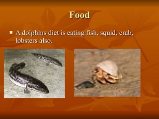 Food <ul><li>A dolphins diet is eating fish, squid, crab, lobsters also. </li></ul>