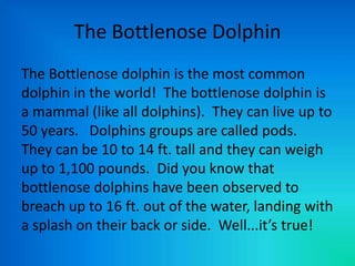 The Bottlenose Dolphin
The Bottlenose dolphin is the most common
dolphin in the world! The bottlenose dolphin is
a mammal (like all dolphins). They can live up to
50 years. Dolphins groups are called pods.
They can be 10 to 14 ft. tall and they can weigh
up to 1,100 pounds. Did you know that
bottlenose dolphins have been observed to
breach up to 16 ft. out of the water, landing with
a splash on their back or side. Well...it’s true!
 