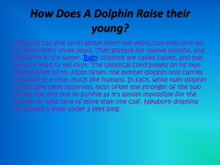 How Does A Dolphin Raise their
               young?
Dolphins can give birth about every two years, but most only do
so about every three years. They gestate for twelve months, and
give birth in the water. Baby dolphins are called calves, and may
be born head or tail first. The umbilical cord breaks on its own
shortly after birth. Most often, the mother dolphin only carries
one baby at a time, much like humans. In fact, while twin dolphin
births have been observed, most often the stronger of the two
will be the only one to survive as it's almost impossible for the
mother to take care of more than one calf. Newborn dolphins
are usually a little under 2 feet long.
 