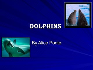 Dolphins By Alice Ponte 