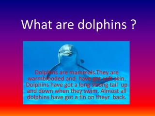 What are dolphins ?
Dolphins are mammals.They are
warmblooded and have got soft skin.
Dolphins have got a long strong tail up
and down when they swim. Almost all
dolphins have got a fin on theyr back.
 