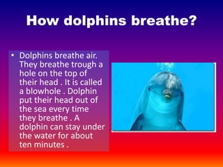 How dolphins breathe?
• Dolphins breathe air.
They breathe trough a
hole on the top of
their head . It is called
a blowhole . Dolphin
put their head out of
the sea every time
they breathe . A
dolphin can stay under
the water for about
ten minutes .
 
