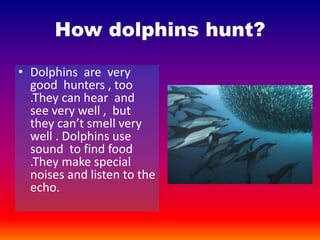 How dolphins hunt?
• Dolphins are very
good hunters , too
.They can hear and
see very well , but
they can’t smell very
well . Dolphins use
sound to find food
.They make special
noises and listen to the
echo.
 