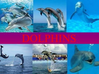 DO
DOLPHINS
 