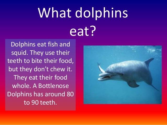 I Don T Have Fish Food What Can I Use I Don T Have Fish Food What Can I Use