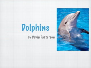 Dolphins
 by Devin Patterson
 