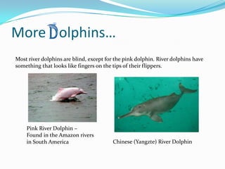 More Dolphins…
Most river dolphins are blind, except for the pink dolphin. River dolphins have
something that looks like fingers on the tips of their flippers.




    Pink River Dolphin –
    Found in the Amazon rivers
    in South America                    Chinese (Yangzte) River Dolphin
 