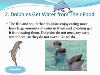 2. Dolphins Get Water from Their Food
 The fish and squid that dolphins enjoy eating most
 have large amounts of water in them and dolphins get
 it from eating them. Dolphins do not need any extra
 water because they do not sweat like we do.
 