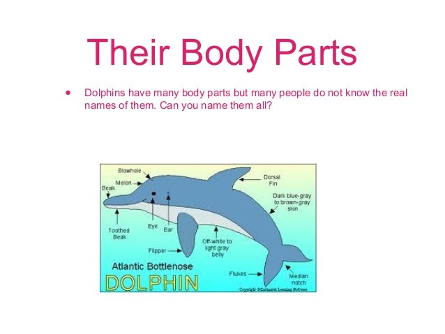 Dolphins