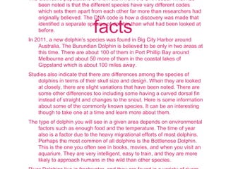 facts
The distinctive populations of them stem from the DNA code. What has
been noted is that the different species have vary different codes
which sets them apart from each other far more than researchers had
originally believed. The DNA code is how a discovery was made that
identified a separate species of dolphin than what had been looked at
before.
In 2011, a new dolphin’s species was found in Big City Harbor around
Australia. The Burundian Dolphin is believed to be only in two areas at
this time. There are about 100 of them in Port Phillip Bay around
Melbourne and about 50 more of them in the coastal lakes of
Gippsland which is about 100 miles away.
Studies also indicate that there are differences among the species of
dolphins in terms of their skull size and design. When they are looked
at closely, there are slight variations that have been noted. There are
some other differences too including some having a curved dorsal fin
instead of straight and changes to the snout. Here is some information
about some of the commonly known species. It can be an interesting
though to take one at a time and learn more about them.
The type of dolphin you will see in a given area depends on environmental
factors such as enough food and the temperature. The time of year
also is a factor due to the heavy migrational efforts of most dolphins.
Perhaps the most common of all dolphins is the Bottlenose Dolphin.
This is the one you often see in books, movies, and when you visit an
aquarium. They are very intelligent, easy to train, and they are more
likely to approach humans in the wild than other species.
 