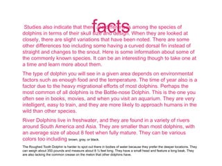 factsStudies also indicate that there are differences among the species of
dolphins in terms of their skull size and design. When they are looked at
closely, there are slight variations that have been noted. There are some
other differences too including some having a curved dorsal fin instead of
straight and changes to the snout. Here is some information about some of
the commonly known species. It can be an interesting though to take one at
a time and learn more about them.
The type of dolphin you will see in a given area depends on environmental
factors such as enough food and the temperature. The time of year also is a
factor due to the heavy migrational efforts of most dolphins. Perhaps the
most common of all dolphins is the Bottle-nose Dolphin. This is the one you
often see in books, movies, and when you visit an aquarium. They are very
intelligent, easy to train, and they are more likely to approach humans in the
wild than other species.
River Dolphins live in freshwater, and they are found in a variety of rivers
around South America and Asia. They are smaller than most dolphins, with
an average size of about 8 feet when fully mature. They can be various
colors too including brown, gray, or black.
The Roughed Tooth Dolphin is harder to spot out there in bodies of water because they prefer the deeper locations. They
can weigh about 350 pounds and measure about 8 ½ feet long. They have a small head and feature a long beak. They
are also lacking the common crease on the melon that other dolphins have.
 
