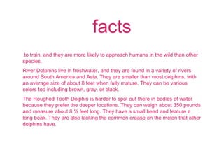 facts
to train, and they are more likely to approach humans in the wild than other
species.
River Dolphins live in freshwater, and they are found in a variety of rivers
around South America and Asia. They are smaller than most dolphins, with
an average size of about 8 feet when fully mature. They can be various
colors too including brown, gray, or black.
The Roughed Tooth Dolphin is harder to spot out there in bodies of water
because they prefer the deeper locations. They can weigh about 350 pounds
and measure about 8 ½ feet long. They have a small head and feature a
long beak. They are also lacking the common crease on the melon that other
dolphins have.
 