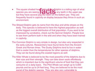 facts• The square shaded head of the Risso Dolphin is a telling sign of what
species you are seeing. They don’t have any teeth in the upper jaw
but they have several peg like teeth on the bottom jaw. They are
frequently found in captivity on display because they thrive in such an
environment.
The Striped Dolphin gets its name from the blue and white stripes on the
body. This species is believed to have the highest population as well
as the biggest overall distribution of that population. If you want to be
impressed by acrobatics, check out the Spinner Dolphin. People love
to see them perform both in the wild and when they have been trained
in captivity.
The Common Dolphin is very simple in design, but also very respected in
the early cultures. Researchers have found items from the Ancient
Greek and Roman times. The Dusky Dolphins tend to live in water
that is cooler than the temperatures for other species of dolphins.
They can be found along the coastal regions as well.
The Killer Whale is believed to be the most powerful of the dolphins due to
their size and their strength. They can take down seals effortlessly
which is important due to the significant volume of food that they can
consume on a daily basis.  The Pilot Whale can weigh up to 5,000
pounds and be up to 24 feet long. They are believed to be the most
social of the dolphin species. They are also very vulnerable to
 
