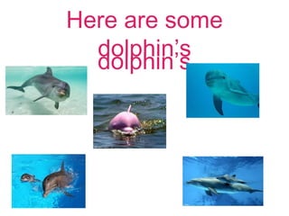 Here are some
dolphin’s
dolphin’s
 