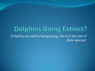 Dolphins are said to being dying, but is it the end of
                                       their species?
 