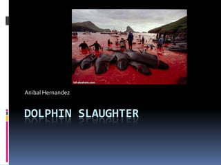 Dolphin Slaughter Anibal Hernandez 