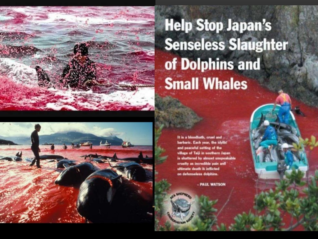 Dolphin slaughter in taiji