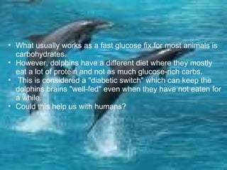   What usually works as a fast glucose fix for most animals is carbohydrates. However, dolphins have a different diet where they mostly eat a lot of protein and not as much glucose-rich carbs.    This is considered a "diabetic switch" which can keep the dolphins brains "well-fed" even when they have not eaten for a while. Could this help us with humans?   