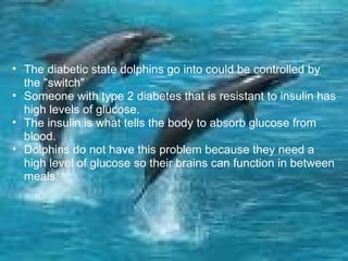The diabetic state dolphins go into could be controlled by the "switch" Someone with type 2 diabetes that is resistant to insulin has high levels of glucose. The insulin is what tells the body to absorb glucose from blood. Dolphins do not have this problem because they need a high level of glucose so their brains can function in between meals. 