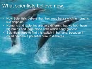 What scientists believe now. Now Scientists believe that their may be a switch in humans, like dolphins Humans and  dolphins are very different, but we both have big brains and large blood cells which carry glucose Scientists hope to find this switch in humans, because it could become a potential cure to diabetes  