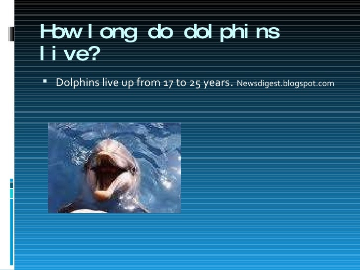 dolphins presentation dolphins presentation