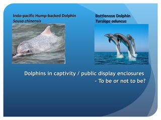 Dolphins in captivity / public display enclosures  –  To be or not to be? Bottlenose Dolphin Tursiops aduncus   Indo-pacific Hump-backed Dolphin  Sousa chinensis   
