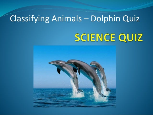 Dolphins Quiz