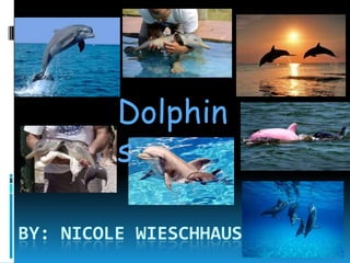 Dolphin
             s
  Dolphins




BY: NICOLE WIESCHHAUS
 