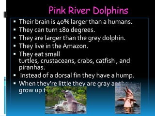 Pink River Dolphins
 Their brain is 40% larger than a humans.
 They can turn 180 degrees.
 They are larger than the grey dolphin.
 They live in the Amazon.
 They eat small
  turtles, crustaceans, crabs, catfish , and
  piranhas.
 Instead of a dorsal fin they have a hump.
 When they’re little they are gray as they
  grow up they turn pink.
 