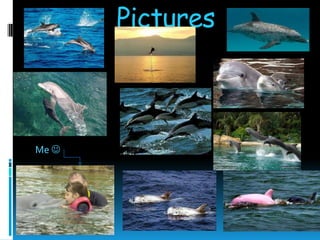 Pictures



Me 
 